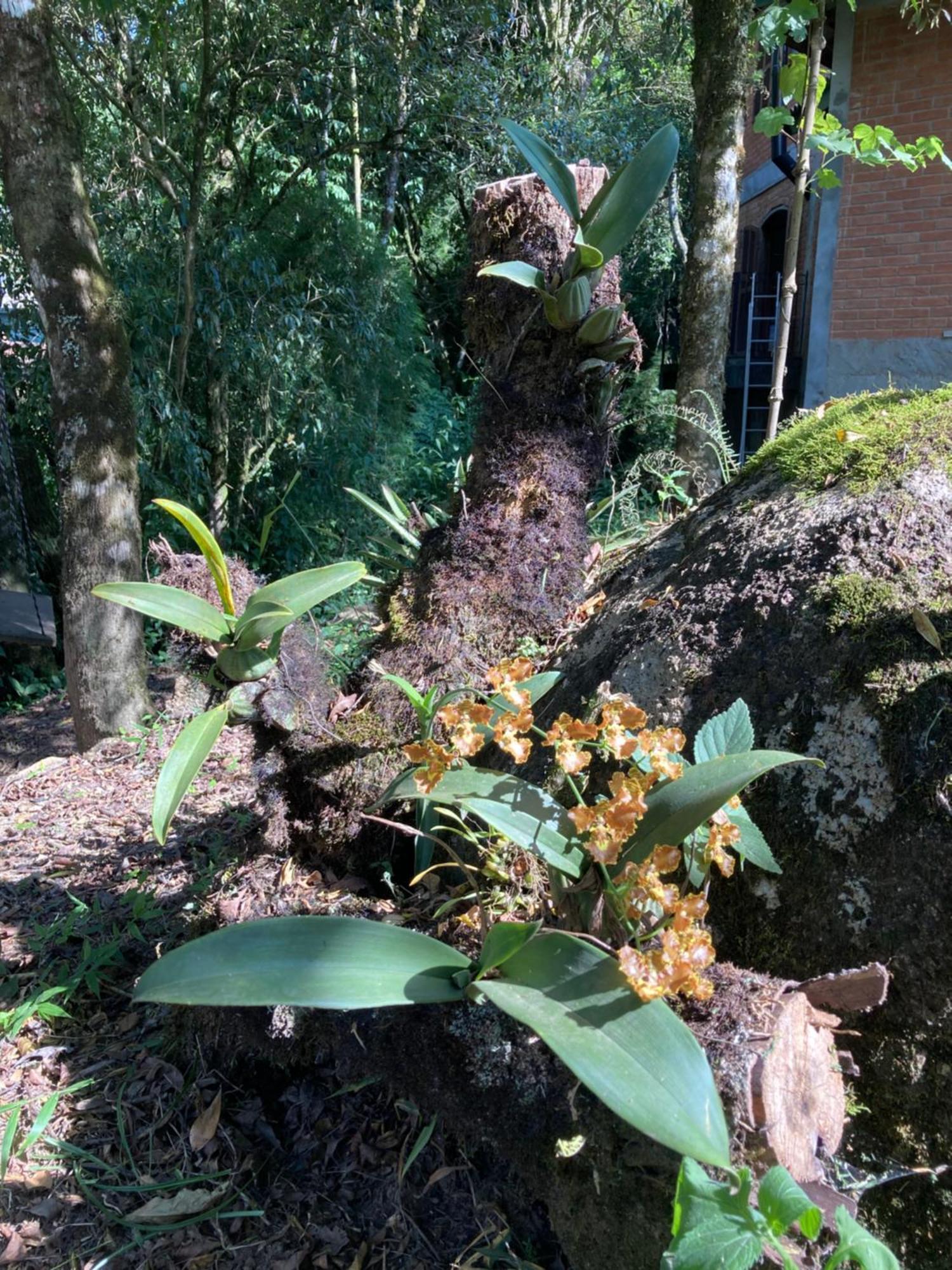 Recanto Alpinista Natureza E Aventura Familia E Casais De Amigos * Monte Verde (Minas Gerais)